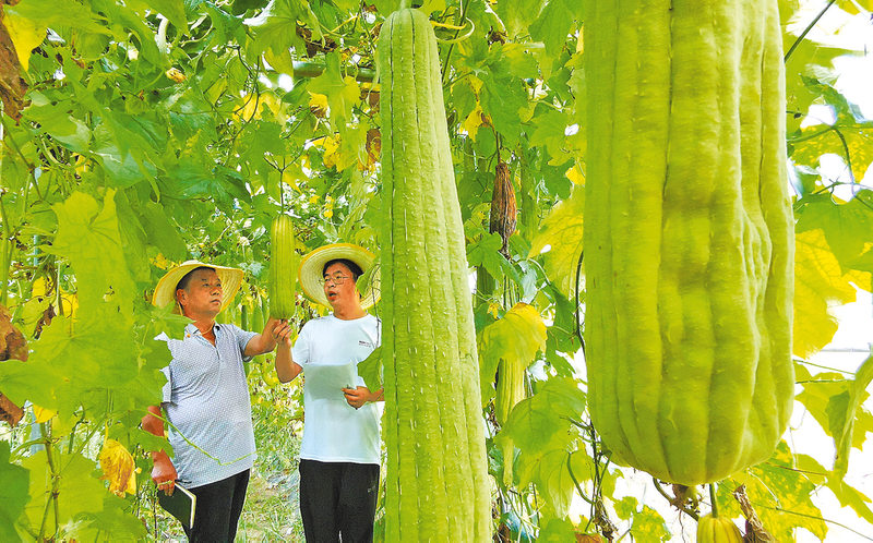 小丝瓜大效益